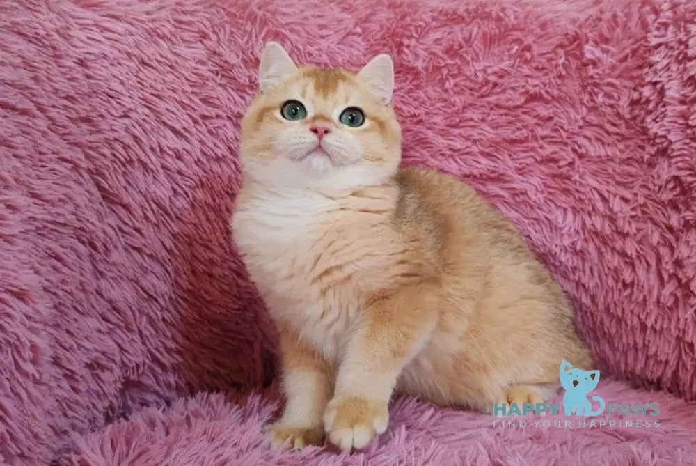 Ant British Shorthair male black golden chinchilla live animals