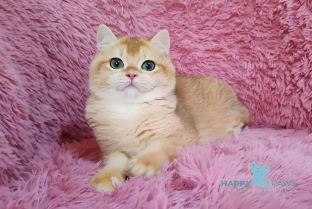 Ant British Shorthair male black golden chinchilla live animals