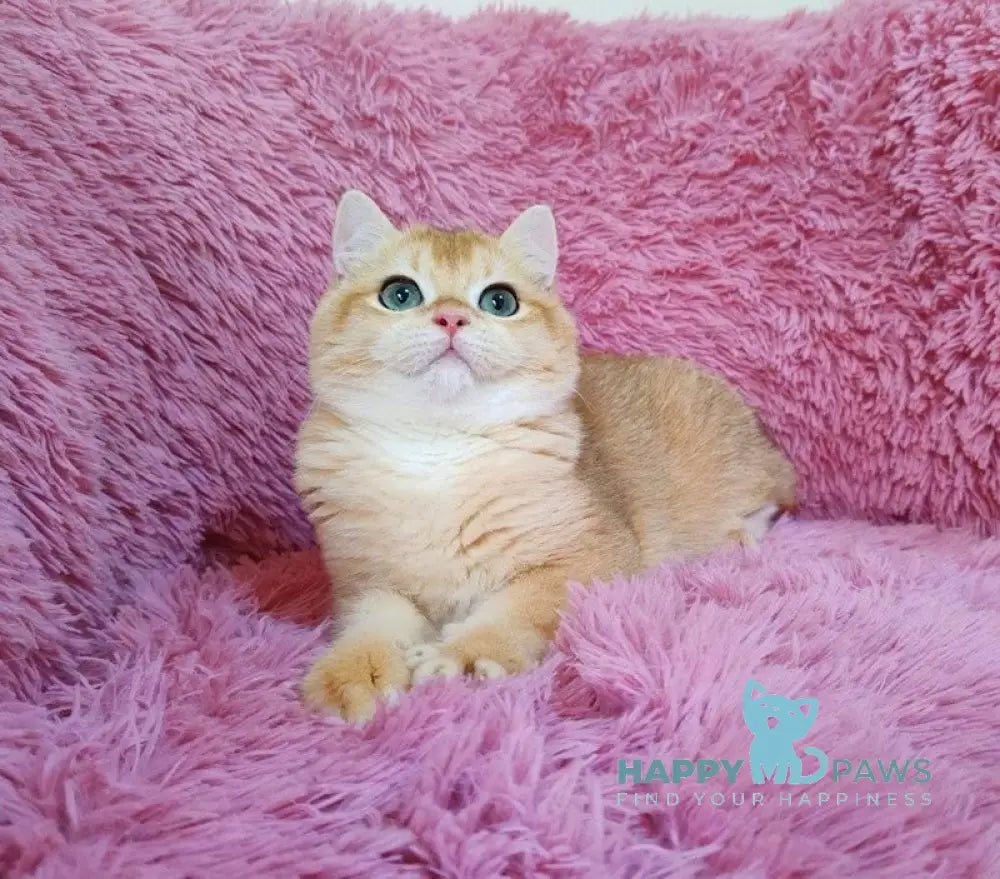 Ant British Shorthair male black golden chinchilla live animals