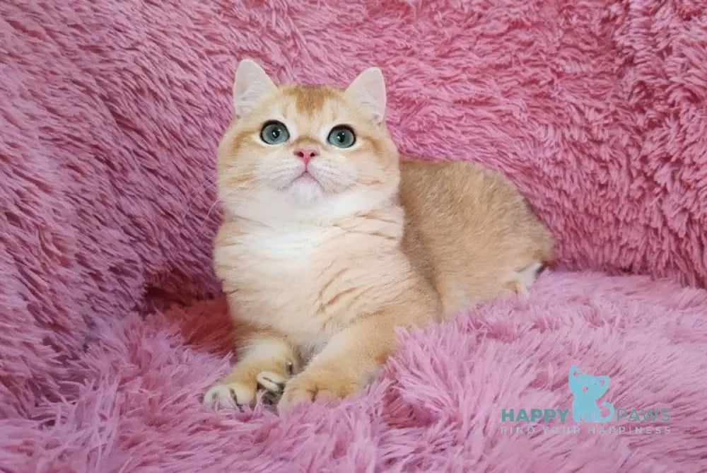 Ant British Shorthair male black golden chinchilla live animals