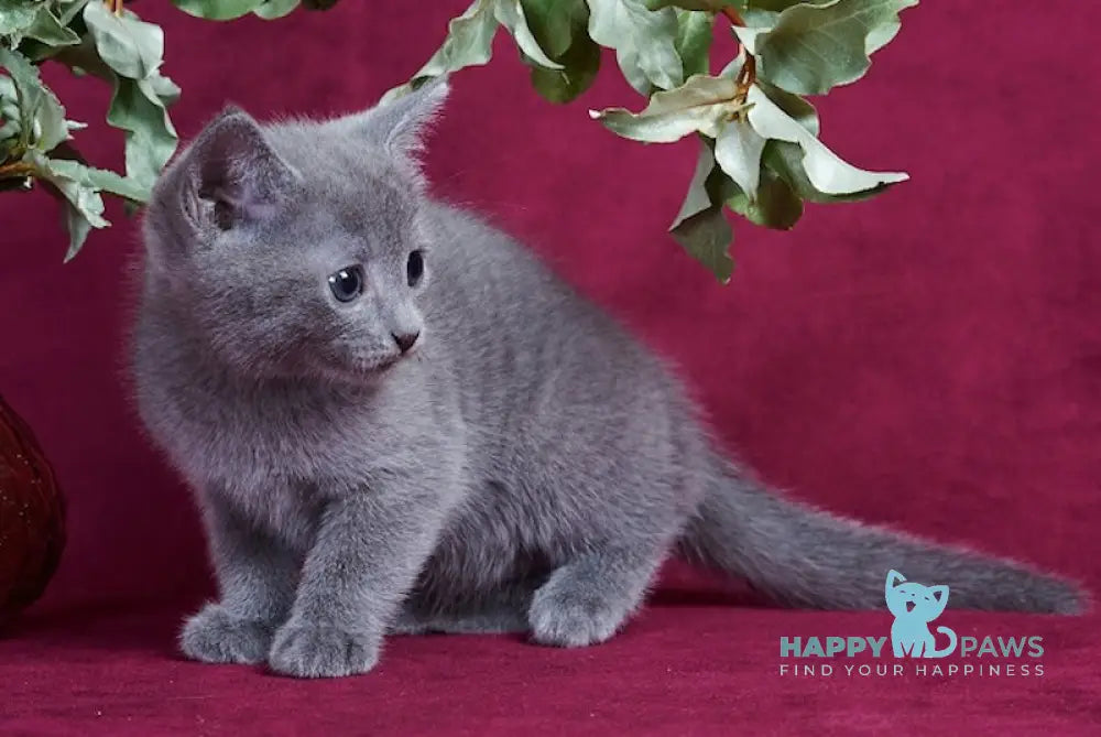 Antaeus Russian Blue male blue live animals