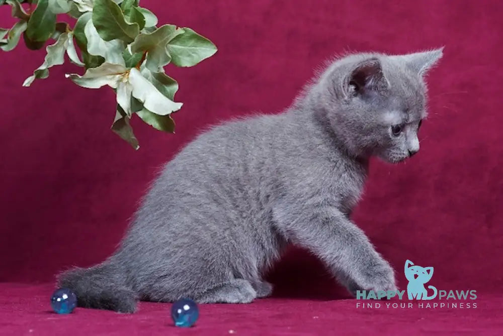Antaeus Russian Blue male blue live animals