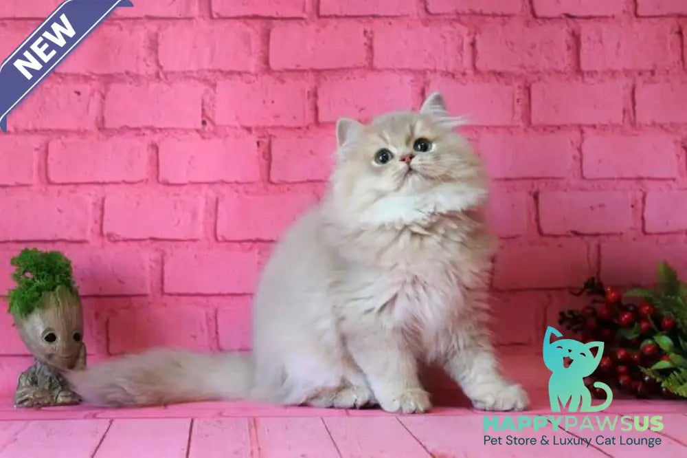 Antari British Longhair female lilac golden shaded - live animals