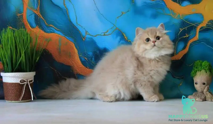 Antari British Longhair female lilac golden shaded - live animals