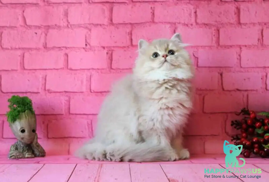 Antari British Longhair female lilac golden shaded - live animals