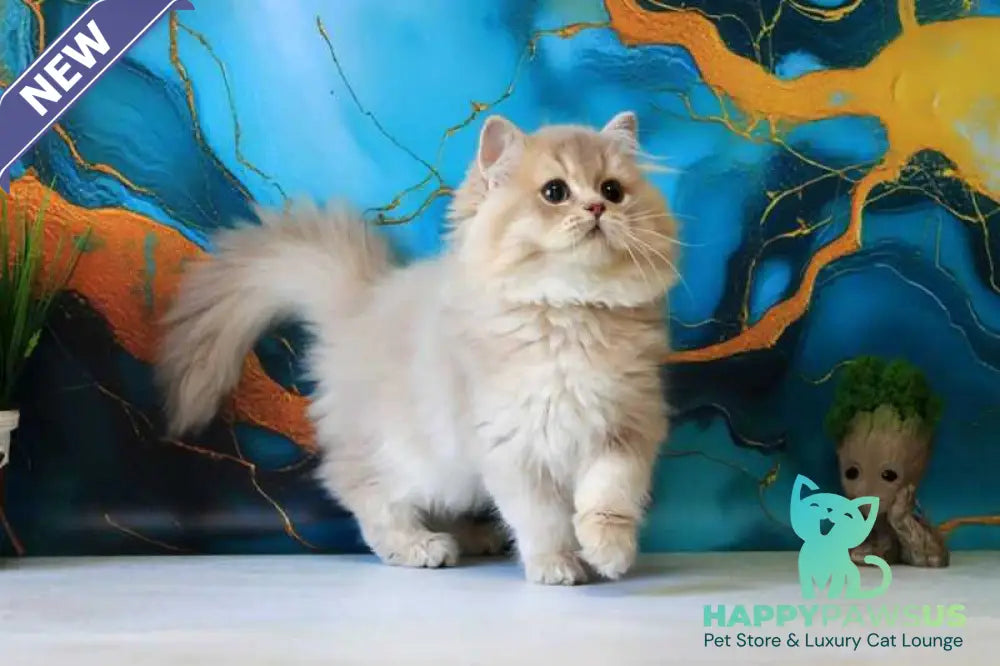 Antari British Longhair female lilac golden shaded - live animals
