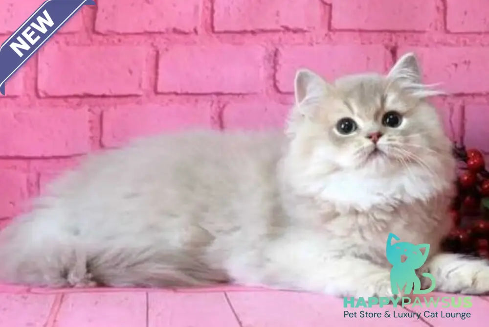 Antari British Longhair female lilac golden shaded - live animals