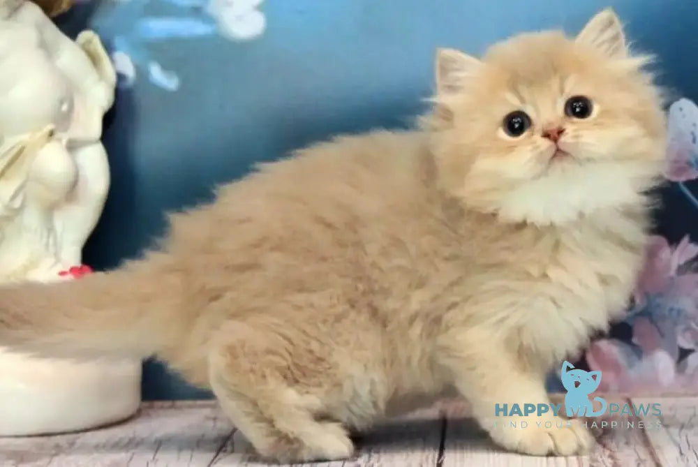 Antari British Longhair female lilac golden shaded - live animals