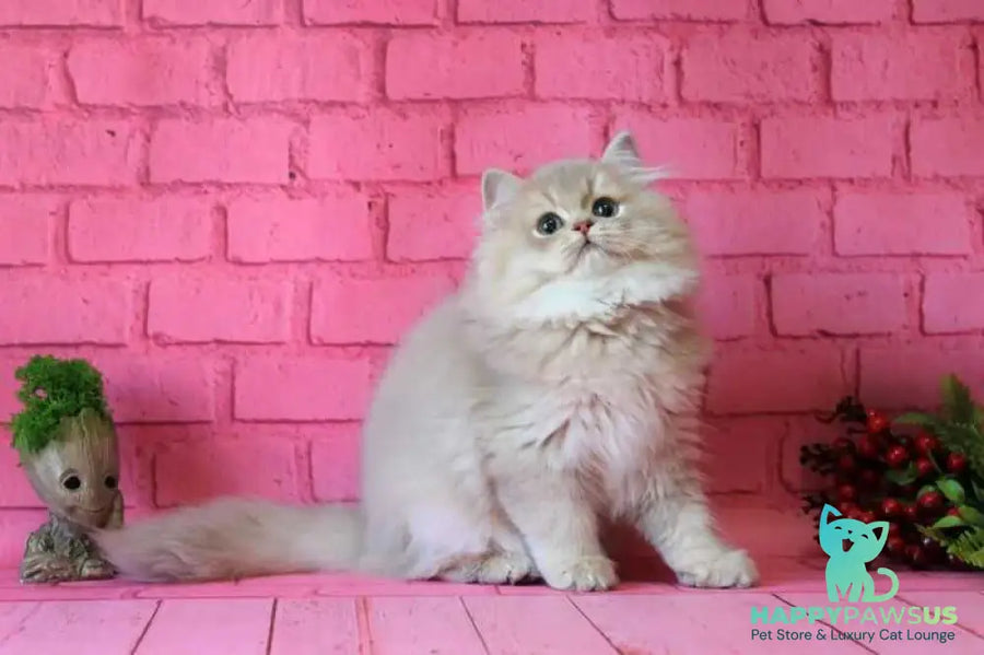 Antari British Longhair female lilac golden shaded - live animals