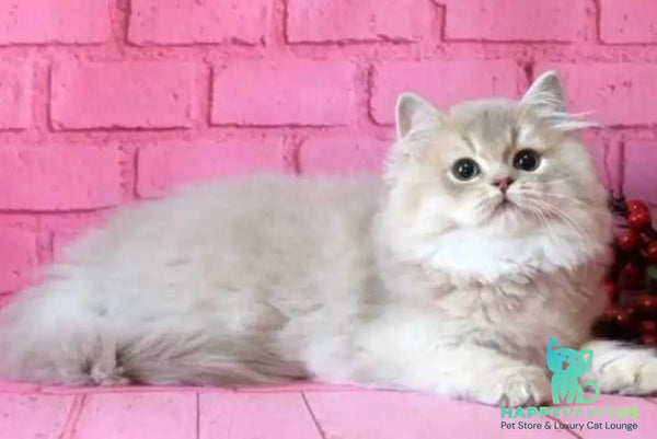 Antari British Longhair female lilac golden shaded - live animals