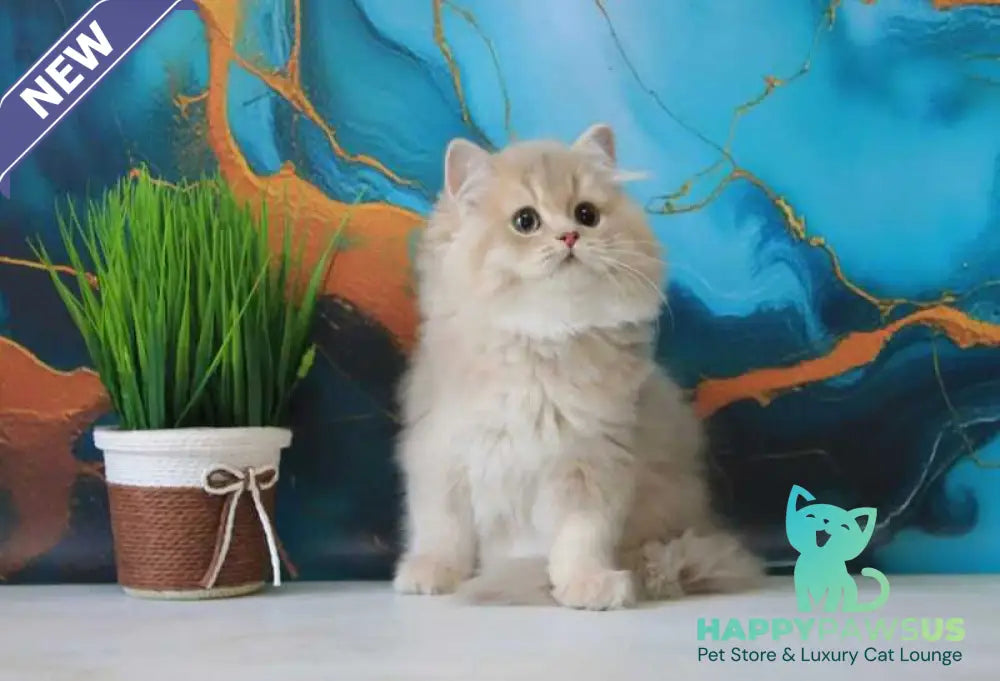 Antari British Longhair female lilac golden shaded - live animals
