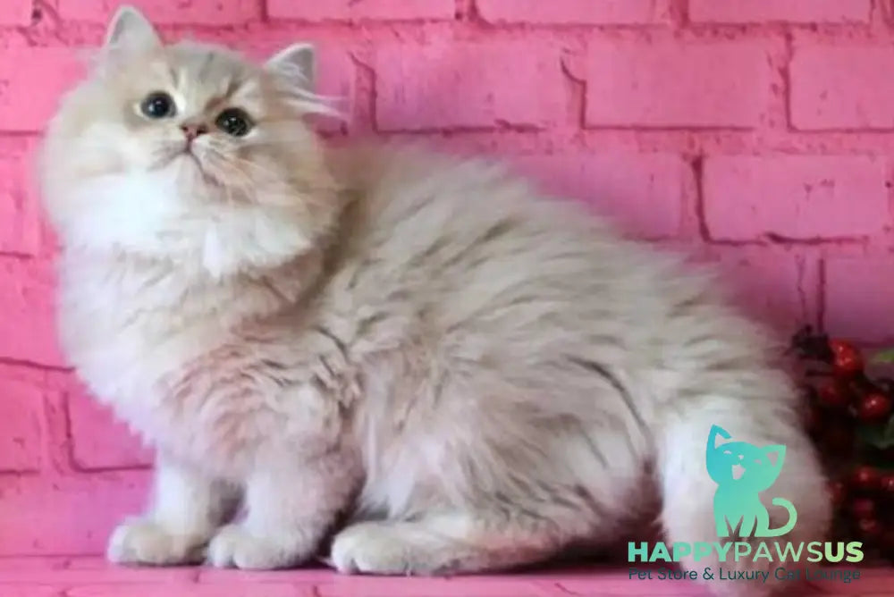 Antari British Longhair female lilac golden shaded - live animals