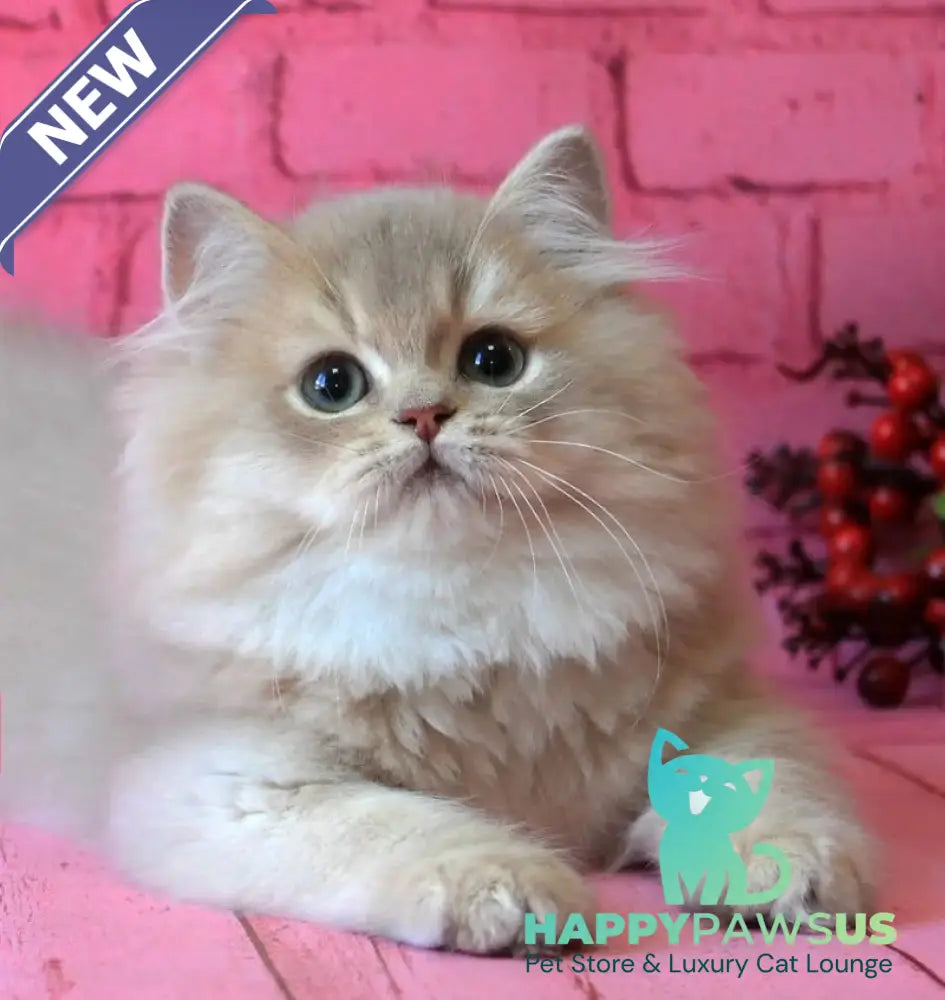 Antari British Longhair female lilac golden shaded - live animals