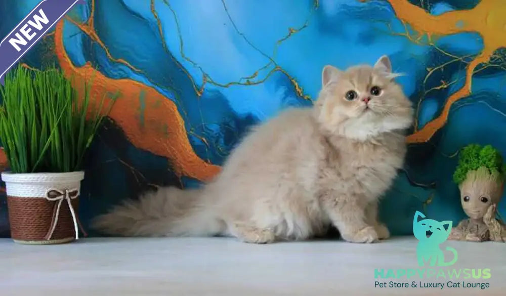 Antari British Longhair female lilac golden shaded - live animals