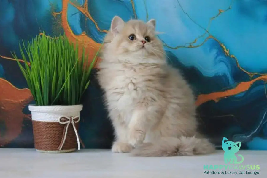 Antari British Longhair female lilac golden shaded - live animals