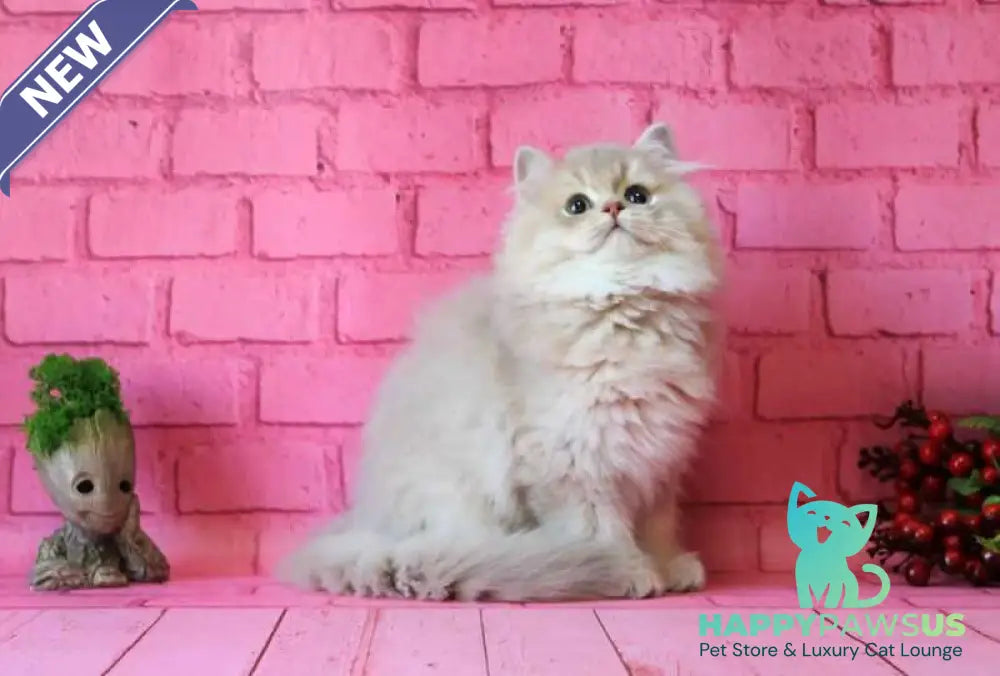Antari British Longhair female lilac golden shaded - live animals