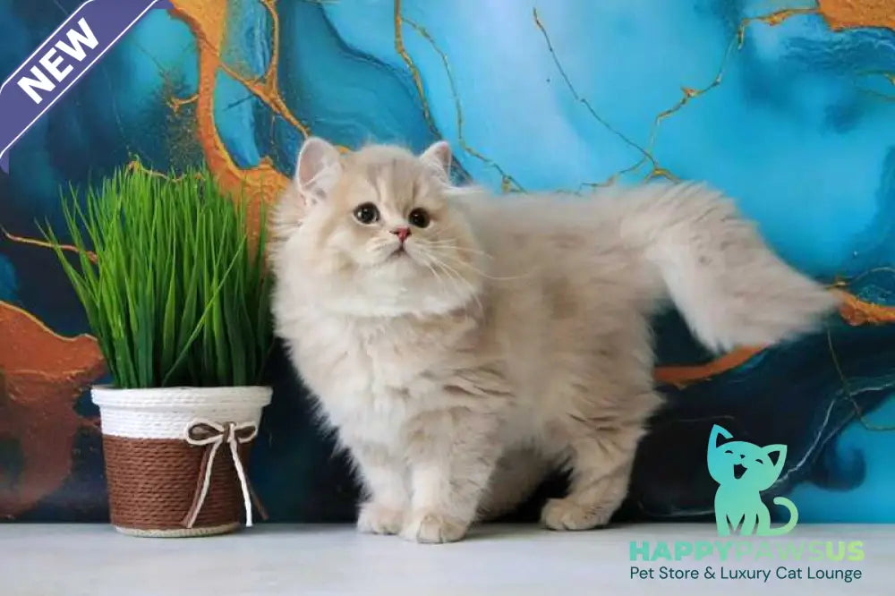 Antari British Longhair female lilac golden shaded - live animals