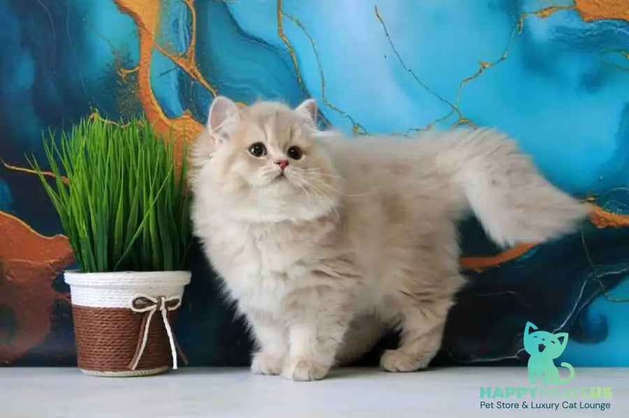 Antari British Longhair female lilac golden shaded - live animals