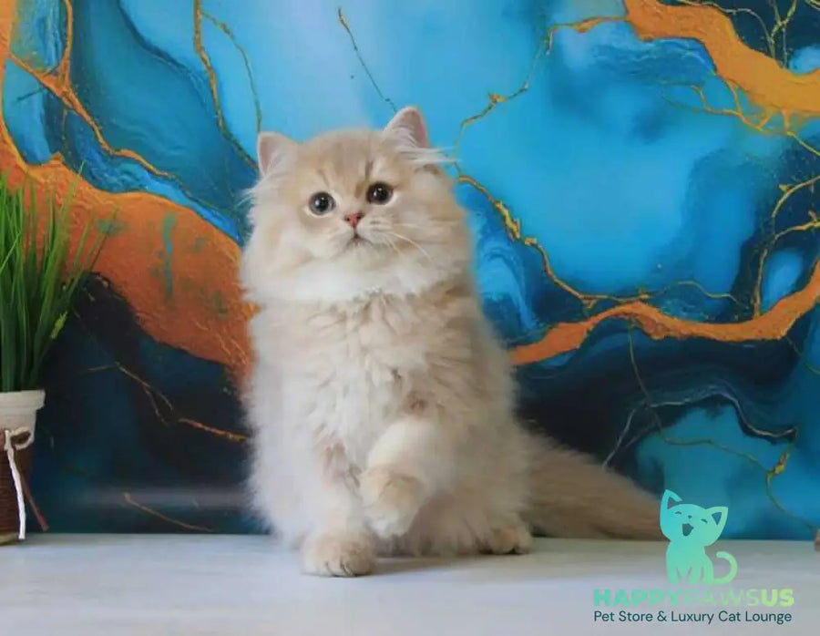 Antari British Longhair female lilac golden shaded - live animals