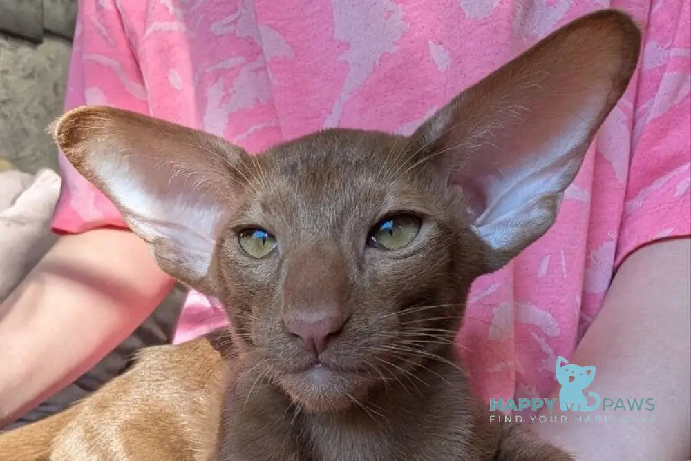 Antik Oriental Shorthair male cinnamon - live animals