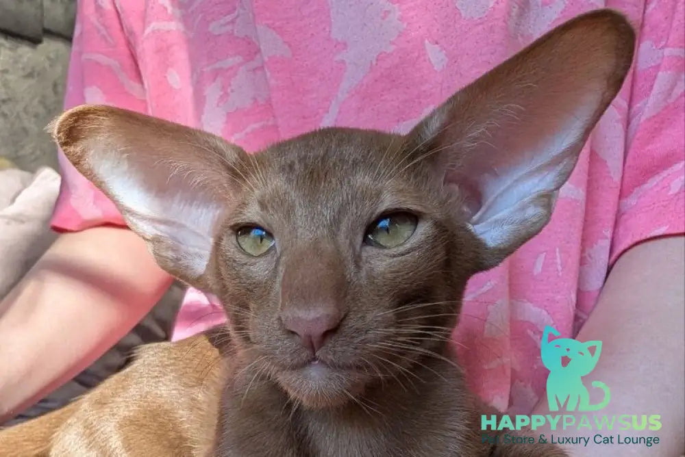 Antik Oriental Shorthair male cinnamon - live animals