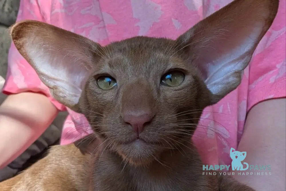 Antik Oriental Shorthair male cinnamon - live animals
