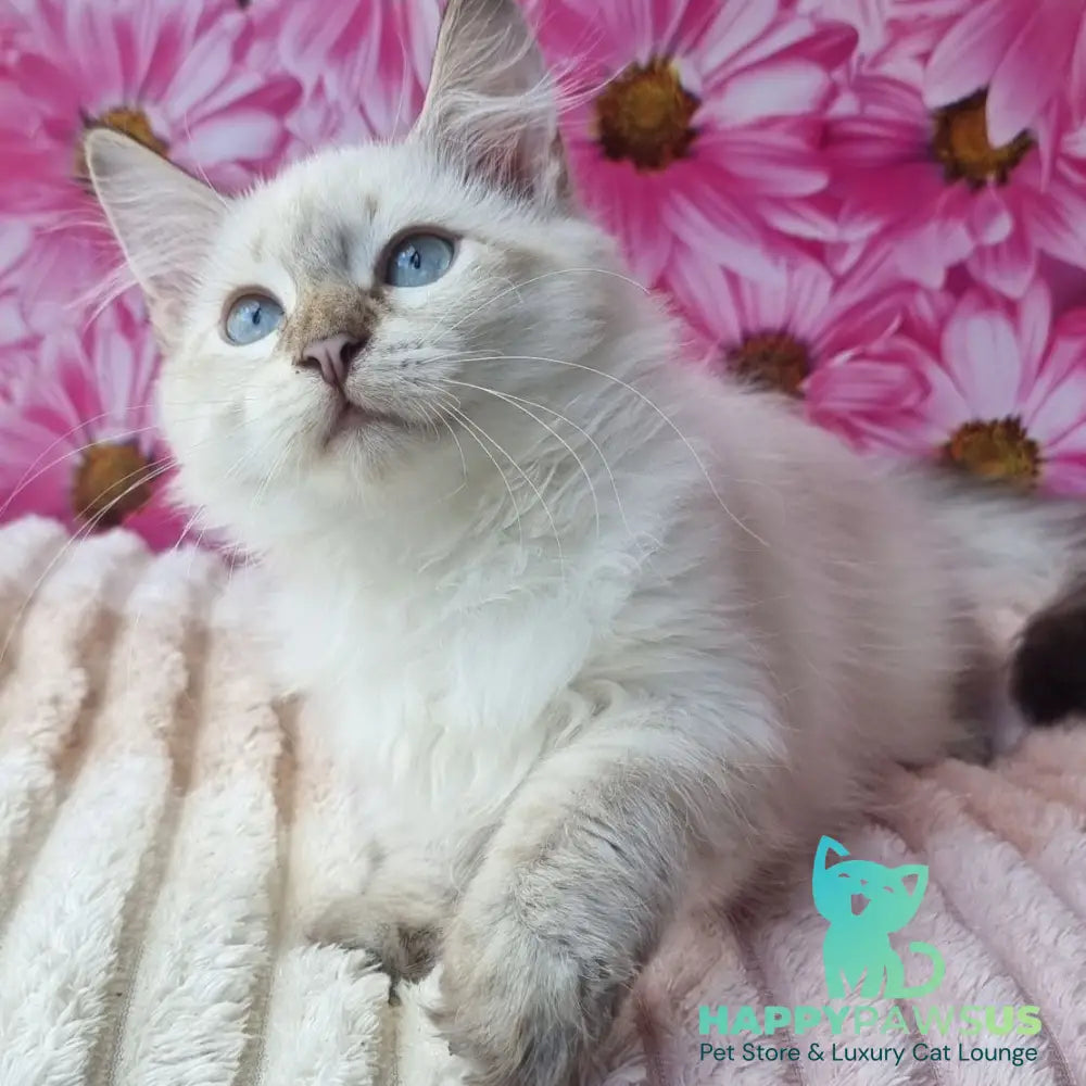 Antip Siberian male seal lynx pointed - live animals
