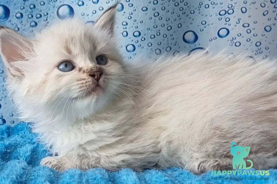 Antip Siberian male seal lynx pointed - live animals