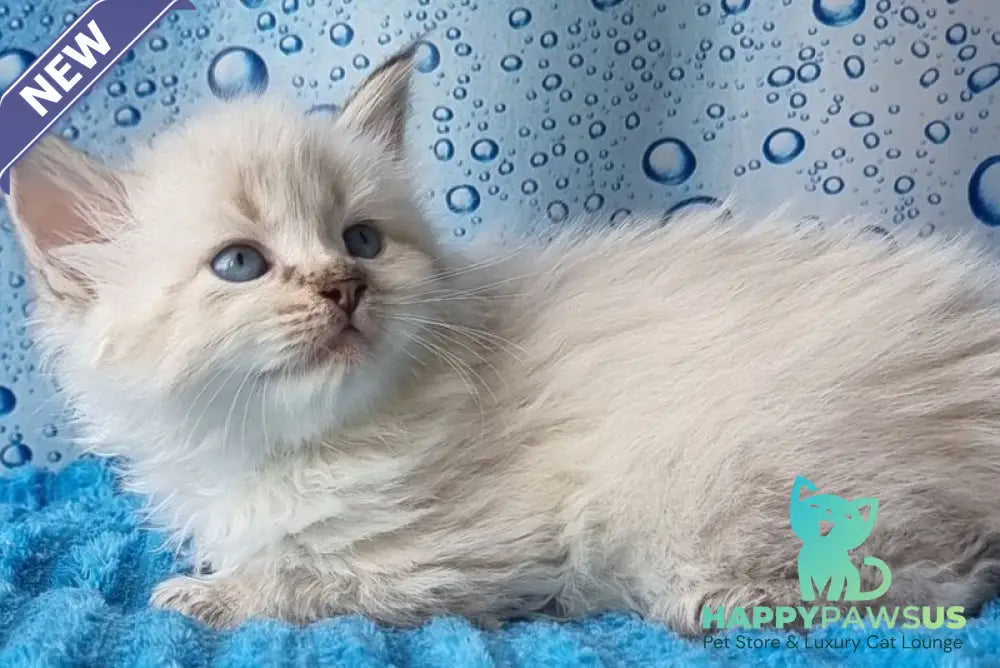 Antip Siberian male seal lynx pointed - live animals