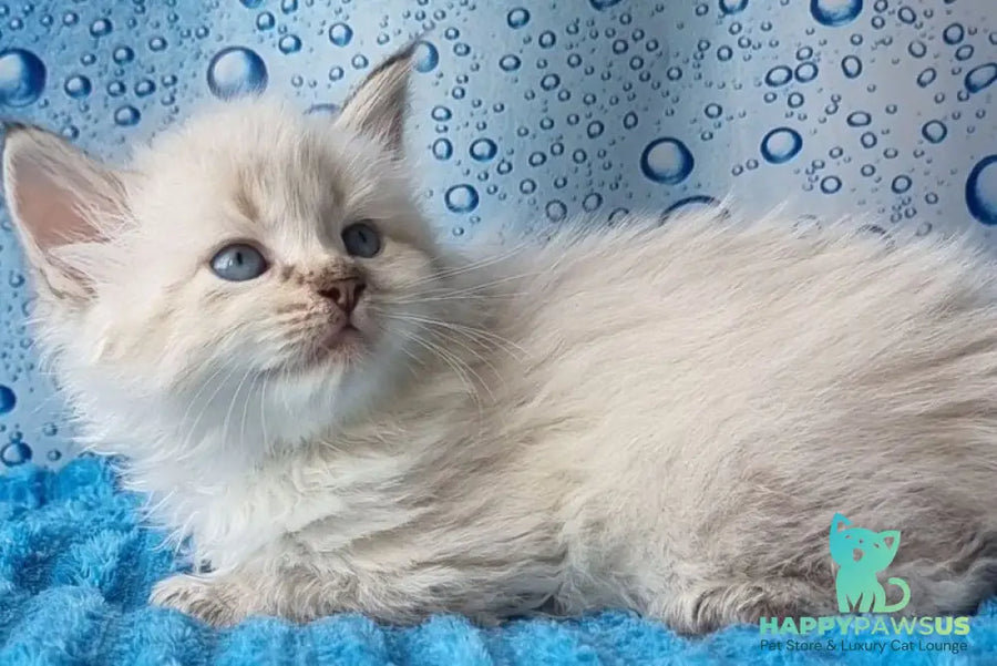 Antip Siberian male seal lynx pointed - live animals