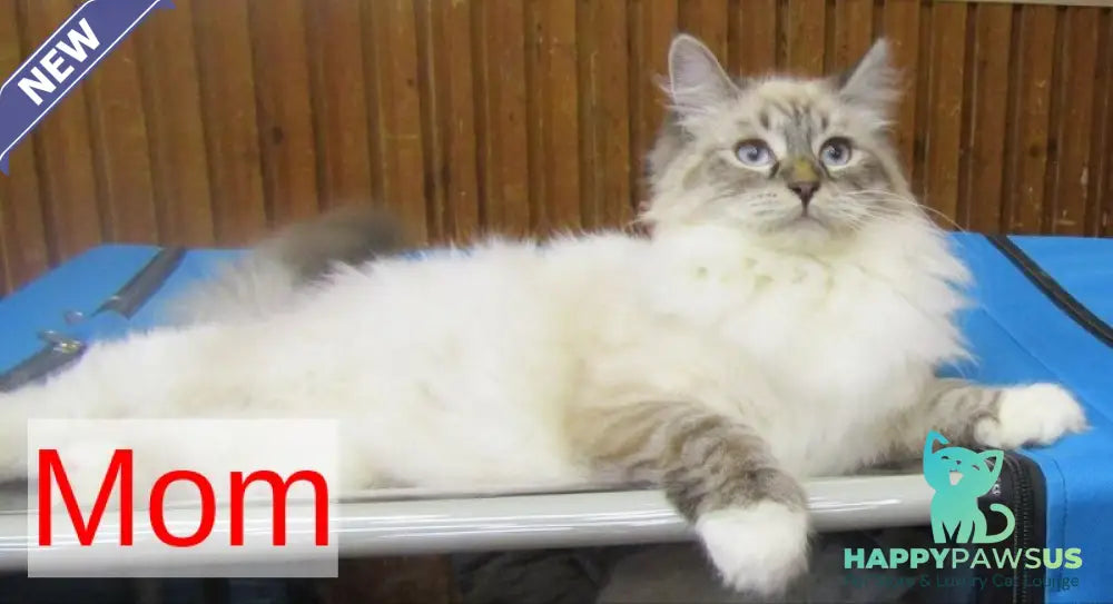 Antip Siberian male seal lynx pointed - live animals