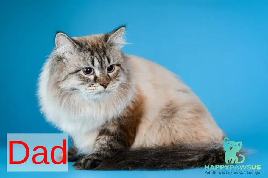 Antip Siberian male seal lynx pointed - live animals