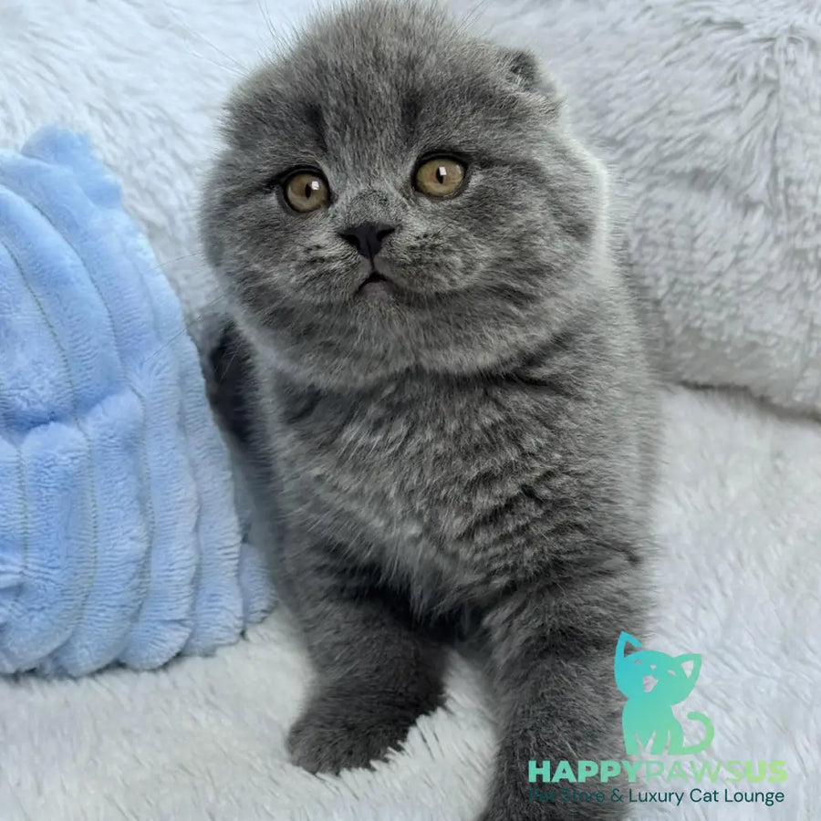 Anton Scottish Fold male blue - live animals