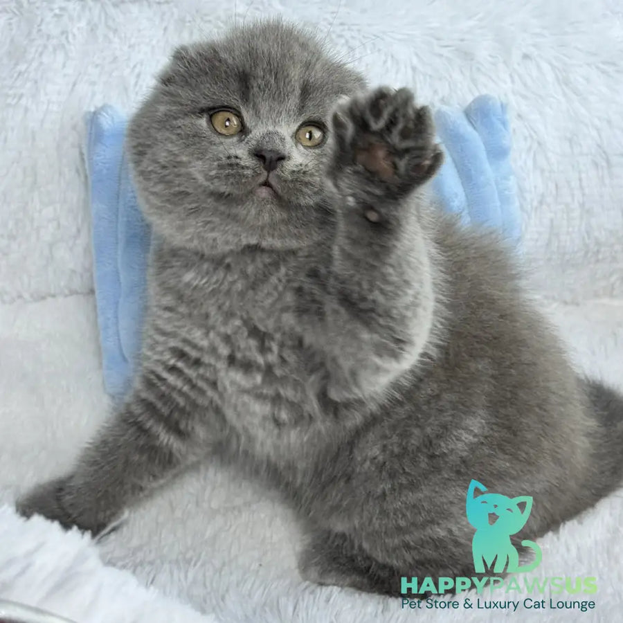 Anton Scottish Fold male blue - live animals