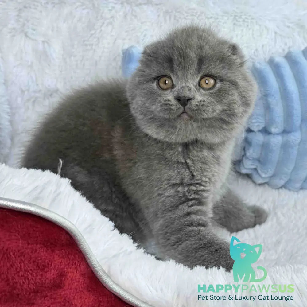 Anton Scottish Fold male blue - live animals