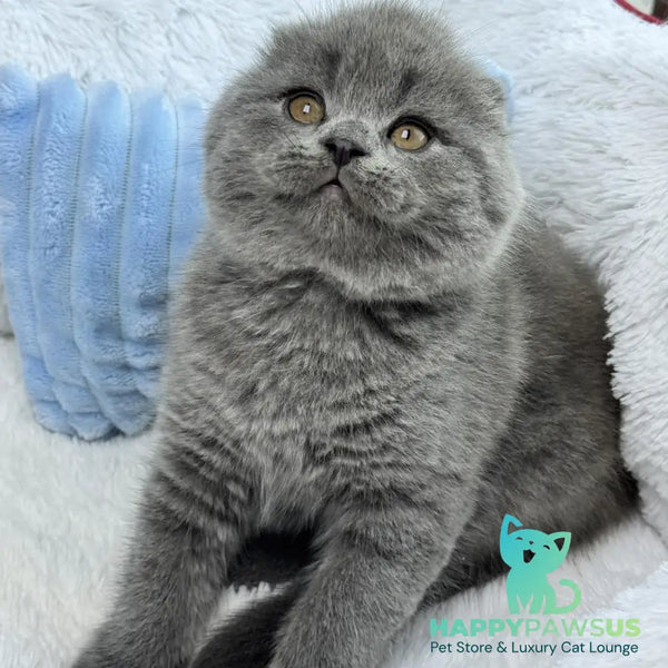 Anton Scottish Fold male blue - live animals