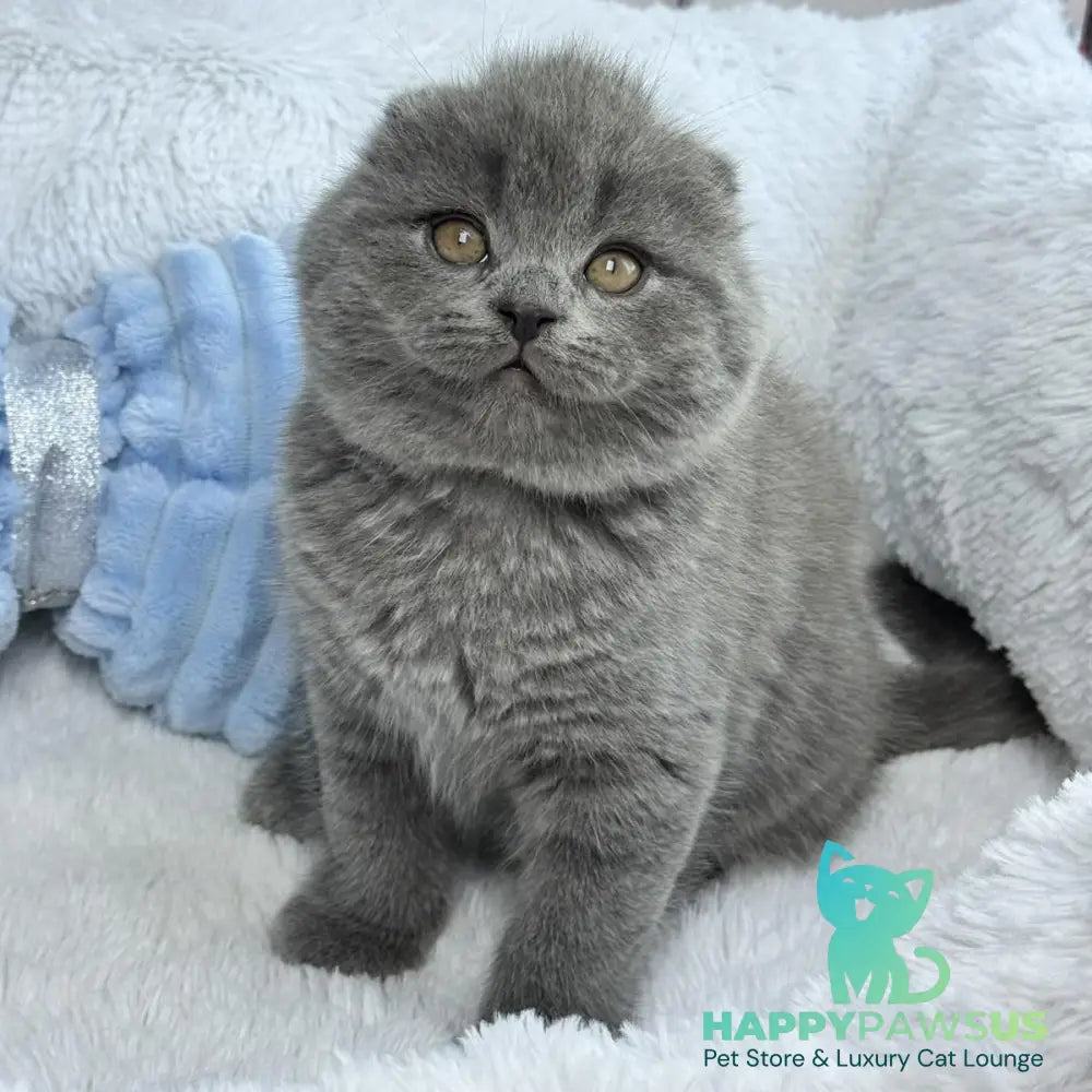 Anton Scottish Fold male blue - live animals