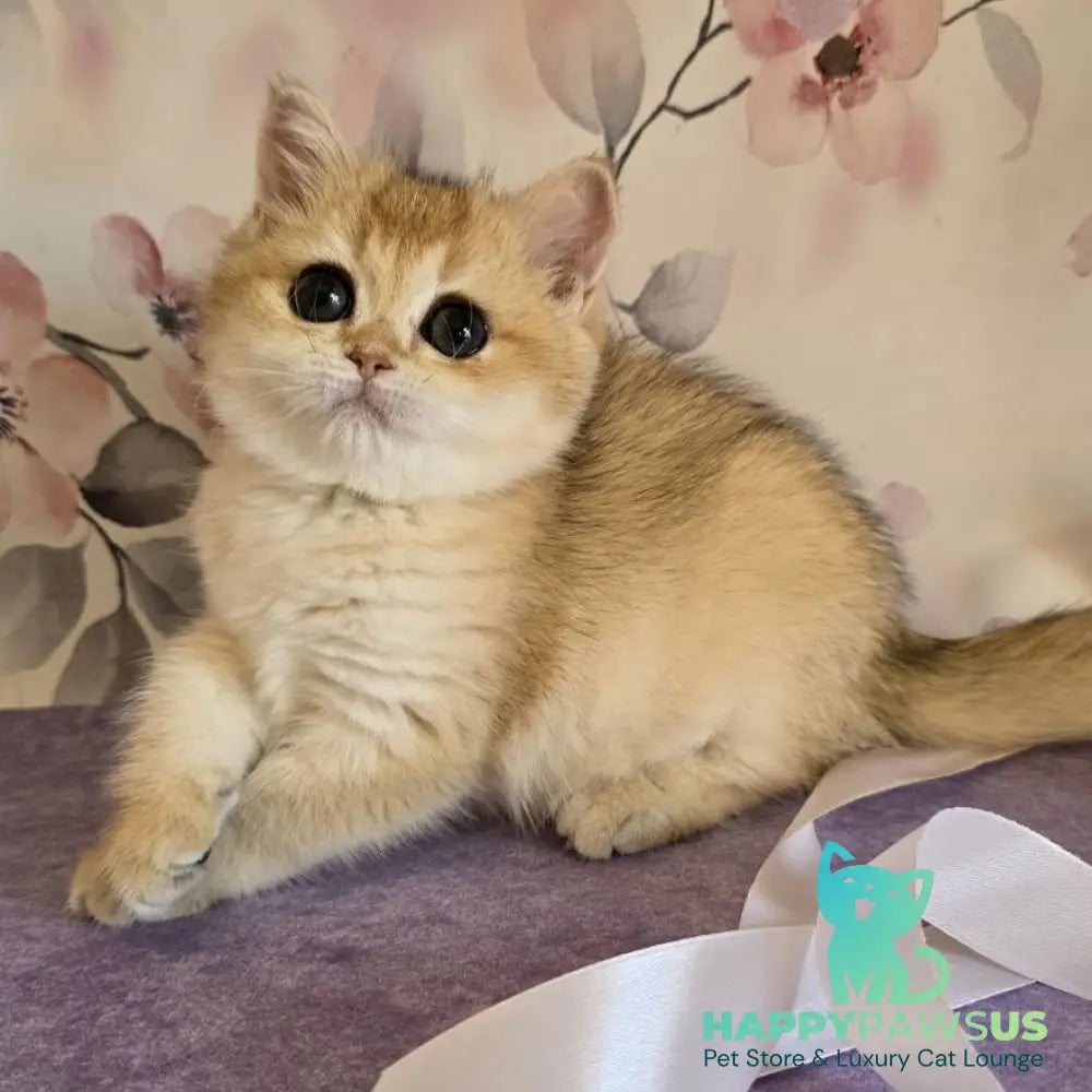 Antonina British Shorthair female black golden shaded - live animals