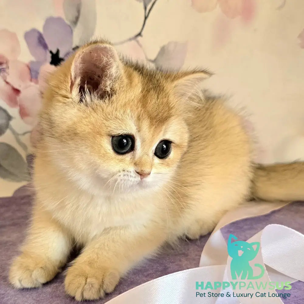 Antonina British Shorthair female black golden shaded - live animals