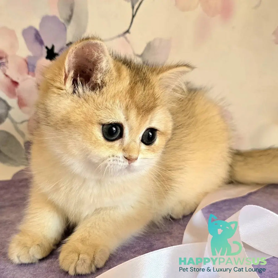 Antonina British Shorthair female black golden shaded - live animals