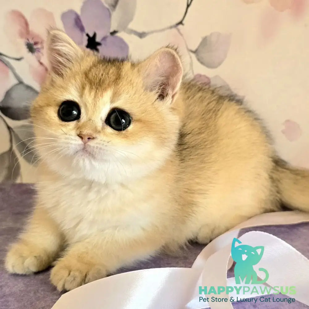 Antonina British Shorthair female black golden shaded - live animals