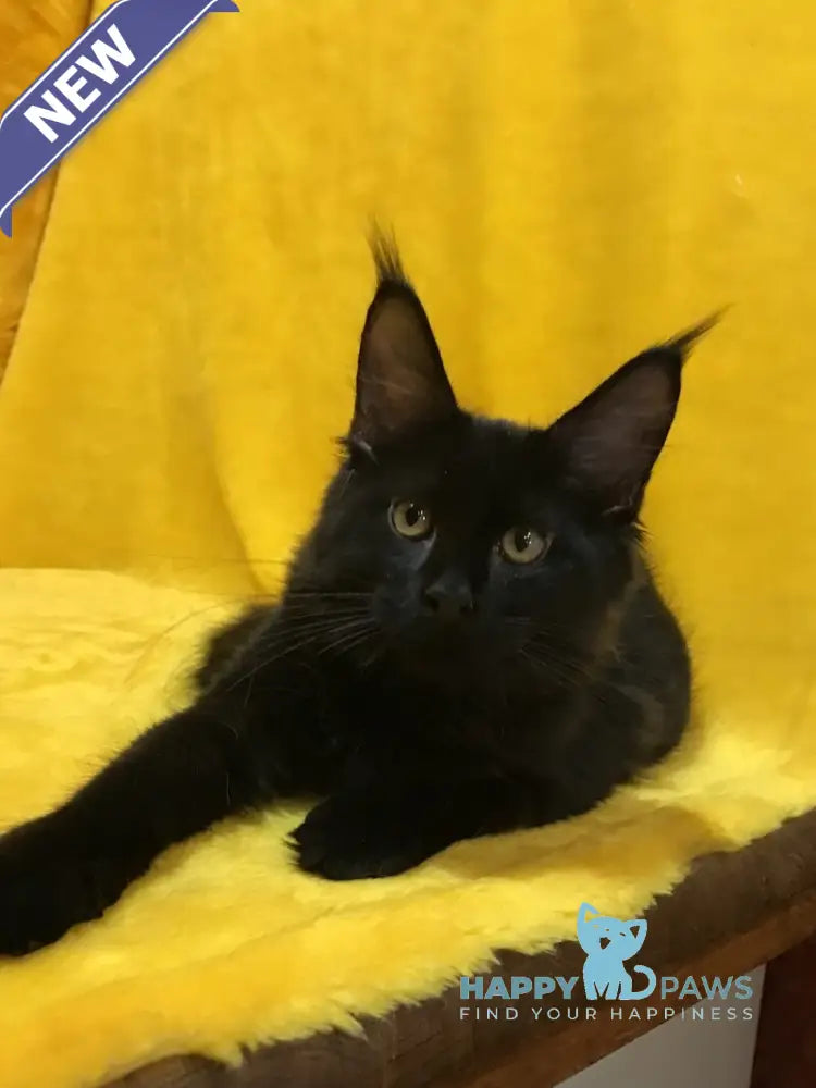 Antracit Maine Coon male black live animals