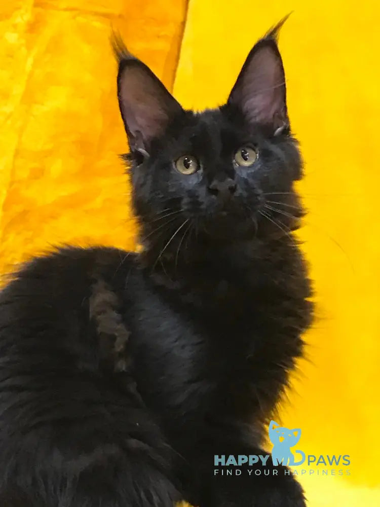 Antracit Maine Coon male black live animals