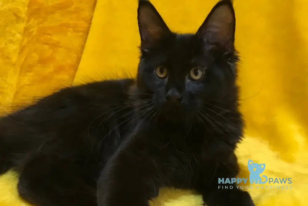Antracit Maine Coon male black live animals