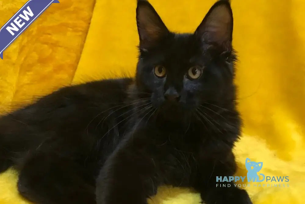 Antracit Maine Coon male black live animals