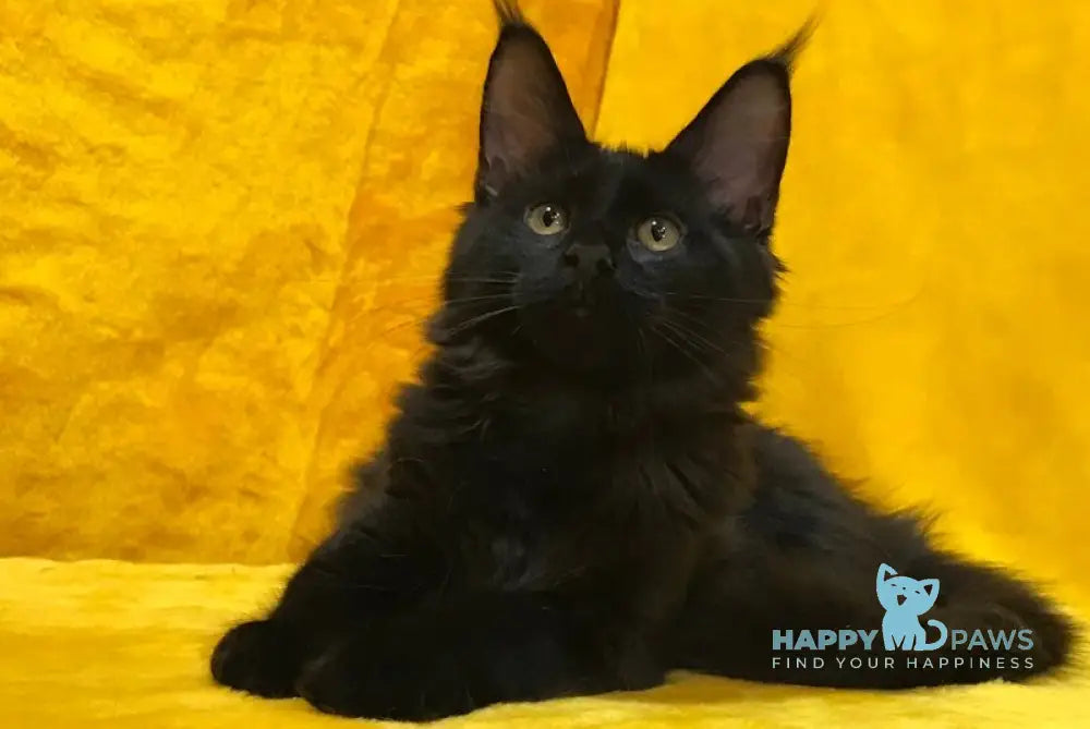 Antracit Maine Coon male black live animals