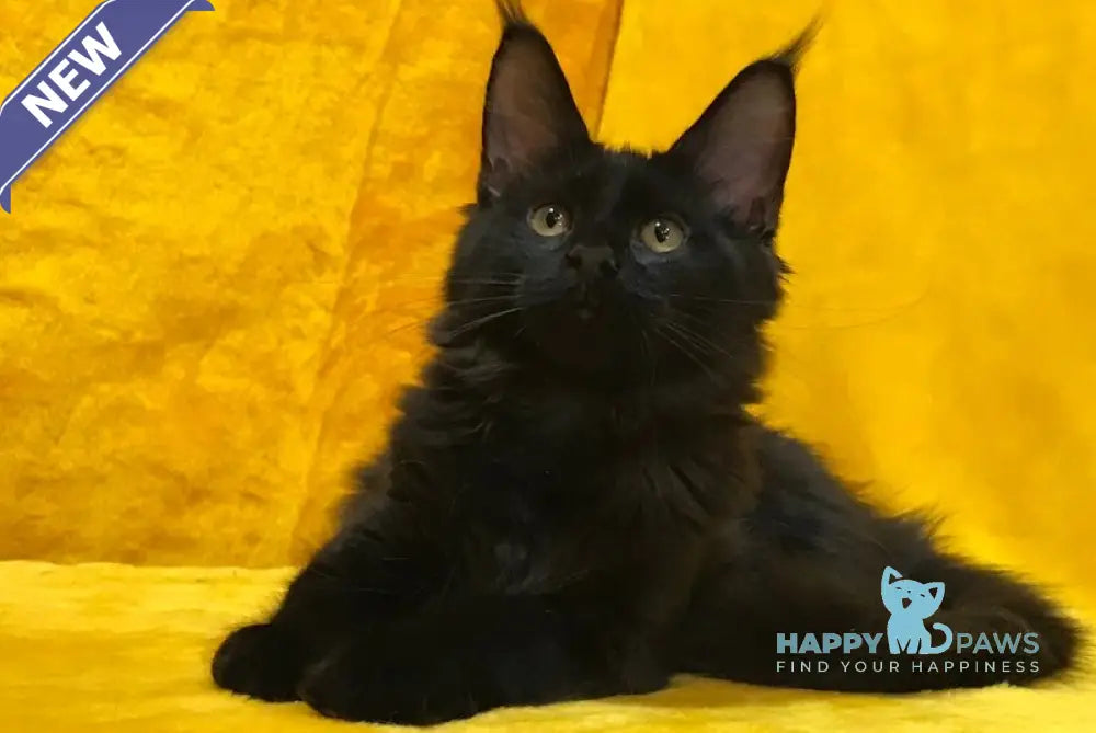 Antracit Maine Coon male black live animals