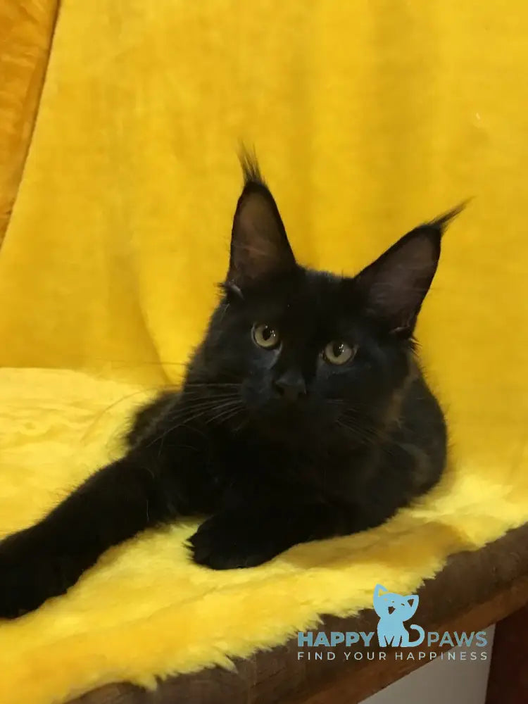 Antracit Maine Coon male black live animals