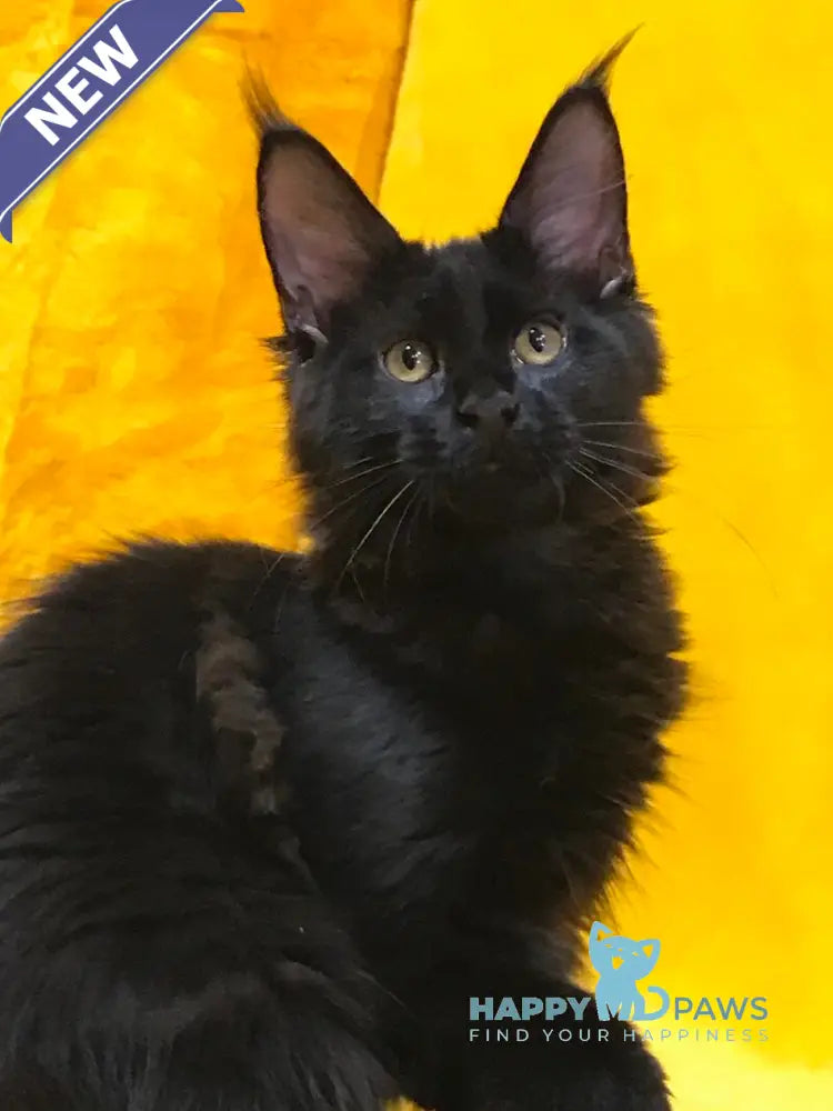Antracit Maine Coon male black live animals