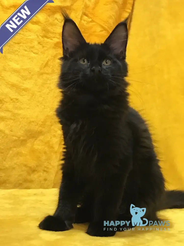 Antracit Maine Coon male black live animals